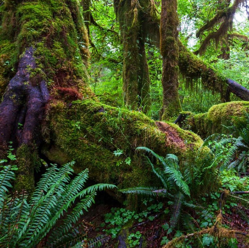 Moss-covered trees and ferns in a living forest